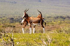 Doppel-Bock