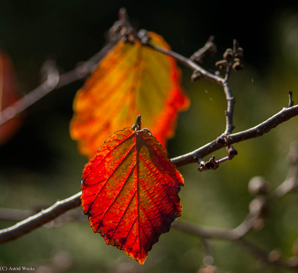 Doppel Foto & Bild pflanzen, pilze & flechten, bäume, blatt & blüte