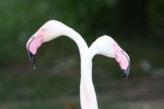 Doppel Flamingo