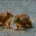 Doppel - Hörnchen ...