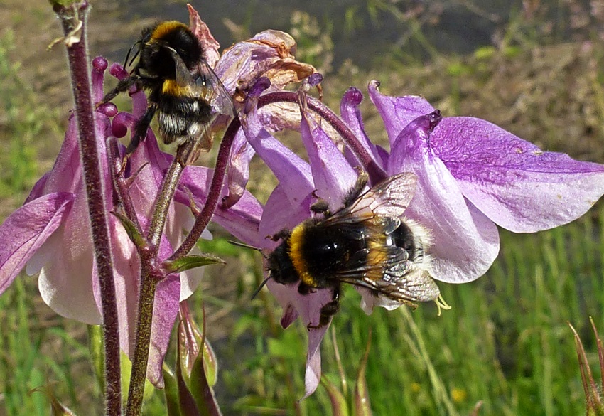 Doppel-Hummel