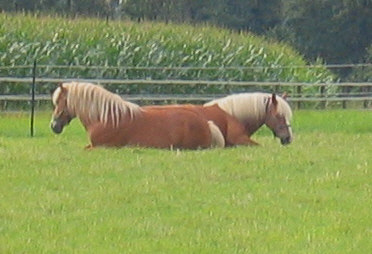 Doppel-Kopf-Haflinger