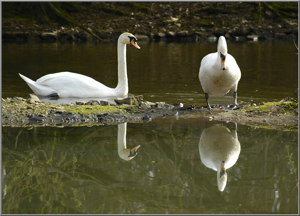 Doppel mit Spiegelbild