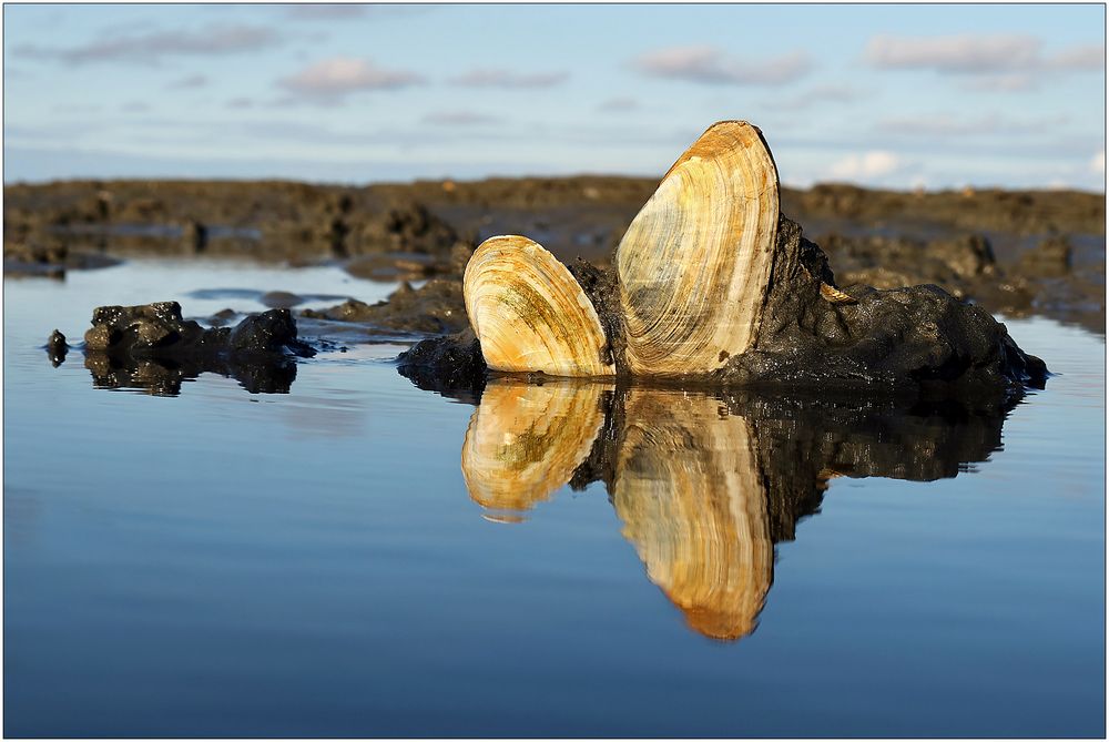 Doppel-Muscheln...