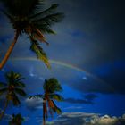 Doppel-Regenbogen über Palmen in Florida