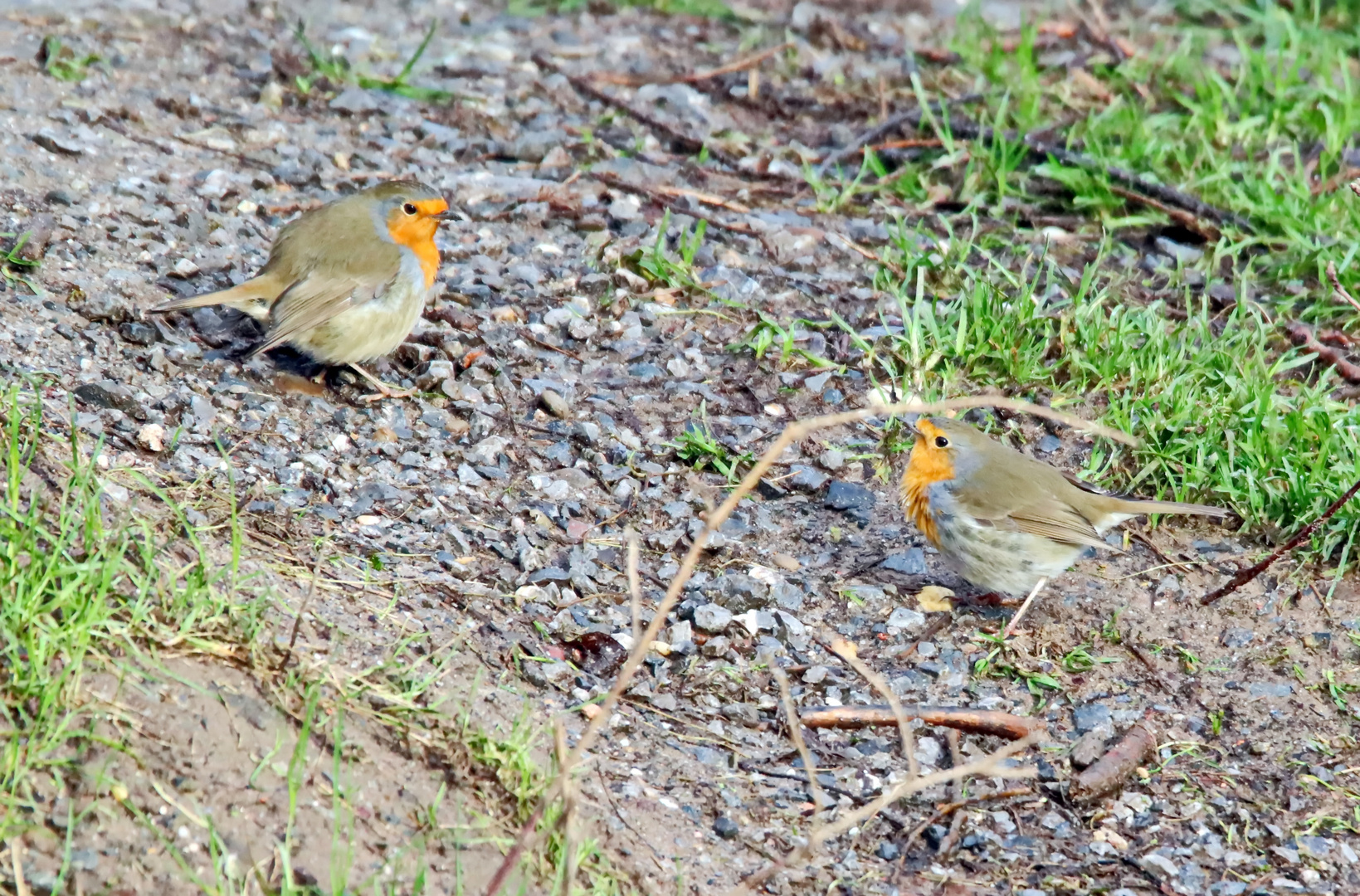 Doppel Robin