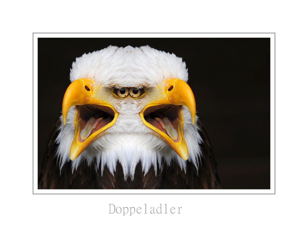 doppeladler