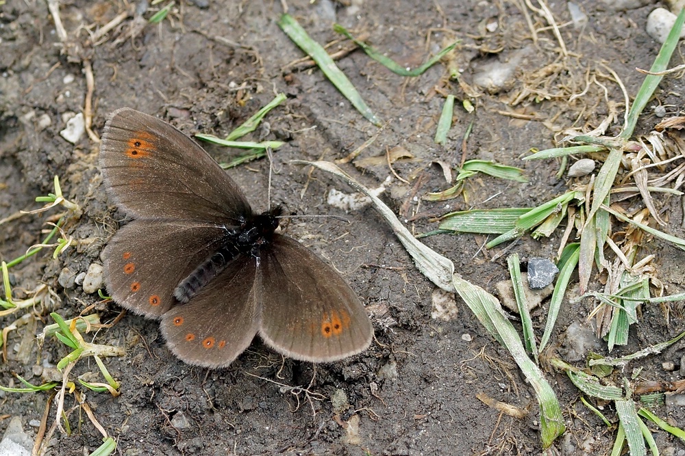 Doppelaugen-Mohrenfalter