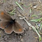 Doppelaugen-Mohrenfalter