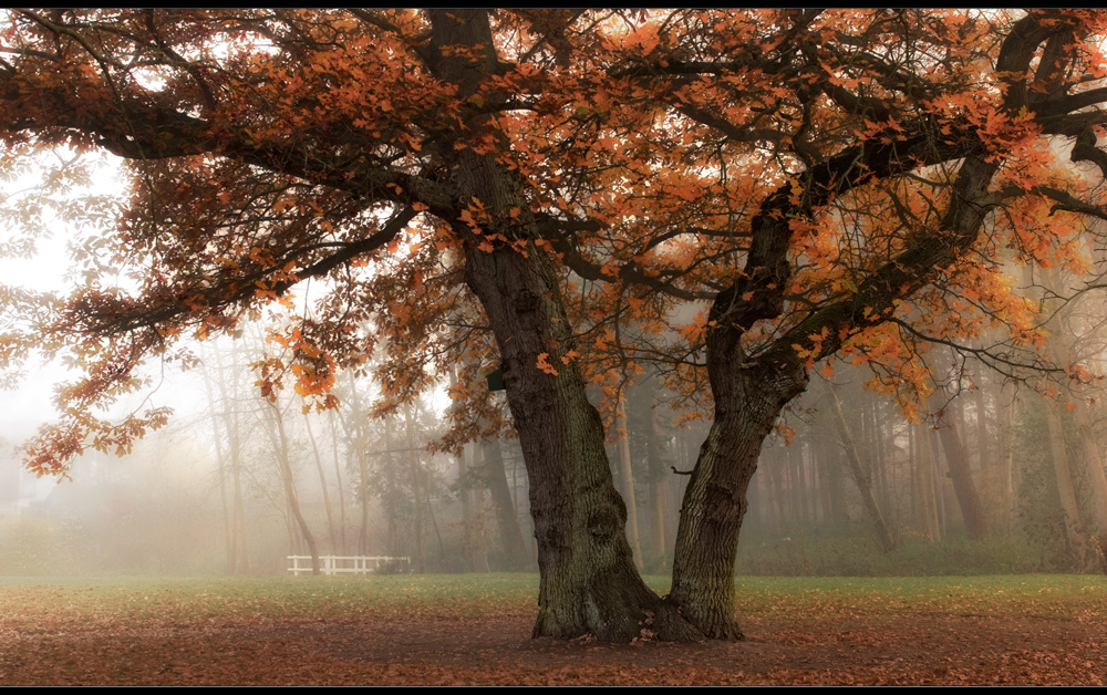 ..Doppelbaum...