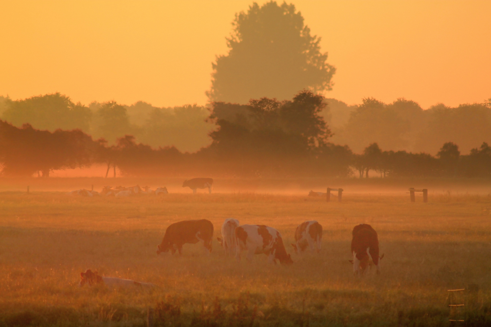 Doppelbelichtung Sonnenaufgang rinder