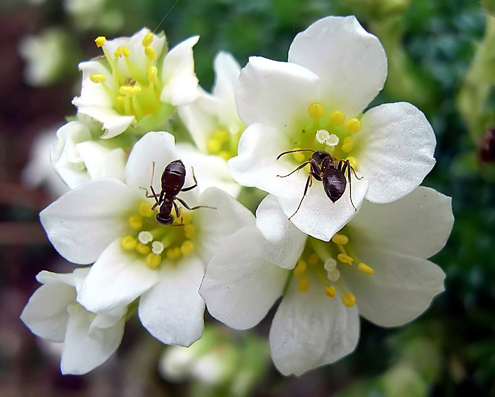 Doppelbesuch auf  Saxifraga marginata  - dem Weißen Blütentraubensteinbrech