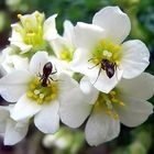 Doppelbesuch auf  Saxifraga marginata  - dem Weißen Blütentraubensteinbrech