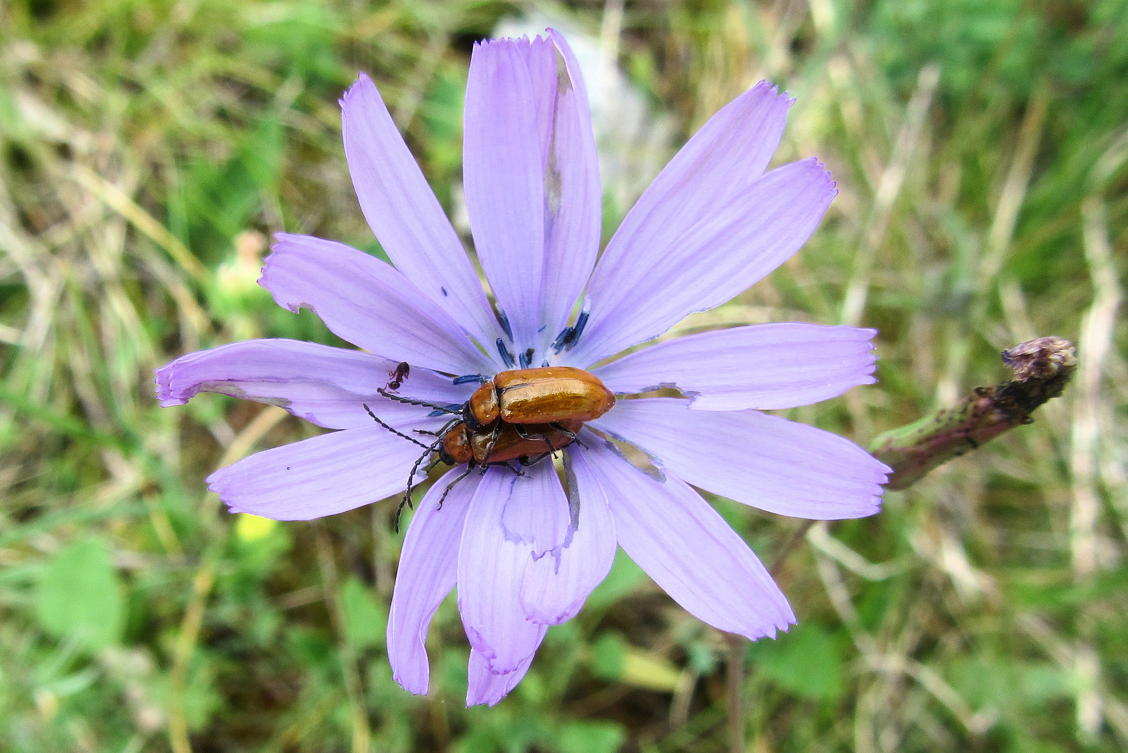 Doppelbock im Blauen Lattich  (Lactuca perennis)