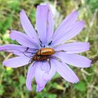 Doppelbock im Blauen Lattich  (Lactuca perennis)