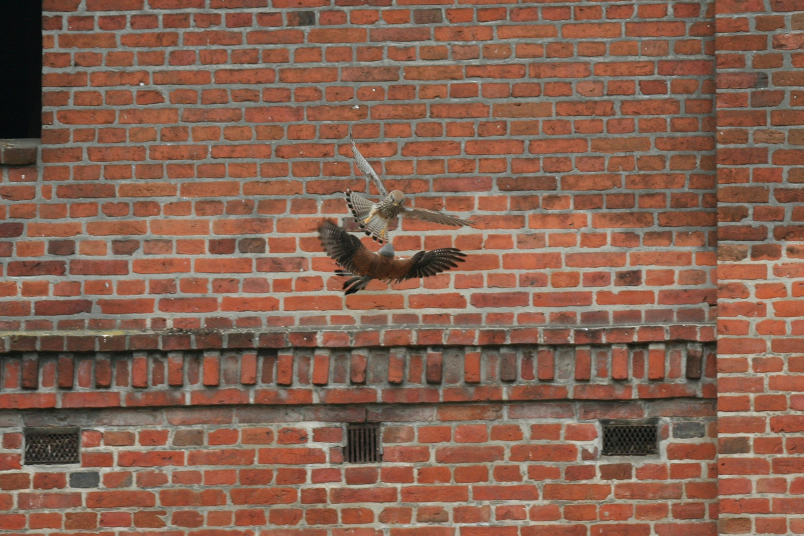 Doppeldecker einmal anders - Turmfalken