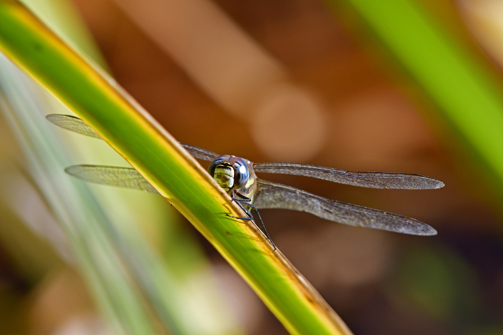 Doppeldecker - Herbstmosaikjungfer (Aeshna mixta)