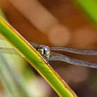 Doppeldecker - Herbstmosaikjungfer (Aeshna mixta)