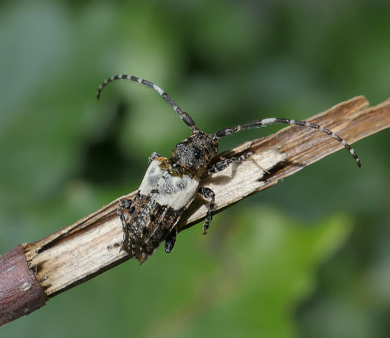 doppeldorniger Wimperbock