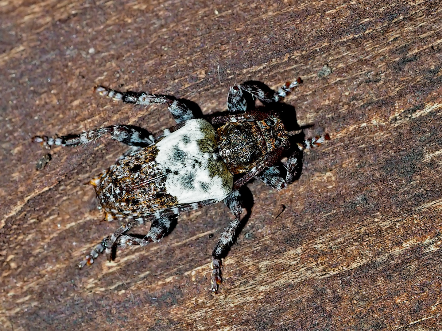 Doppeldorniger Wimperbock (Pogonocherus hispidulus)  -  Capricorne à étuis dentelés.