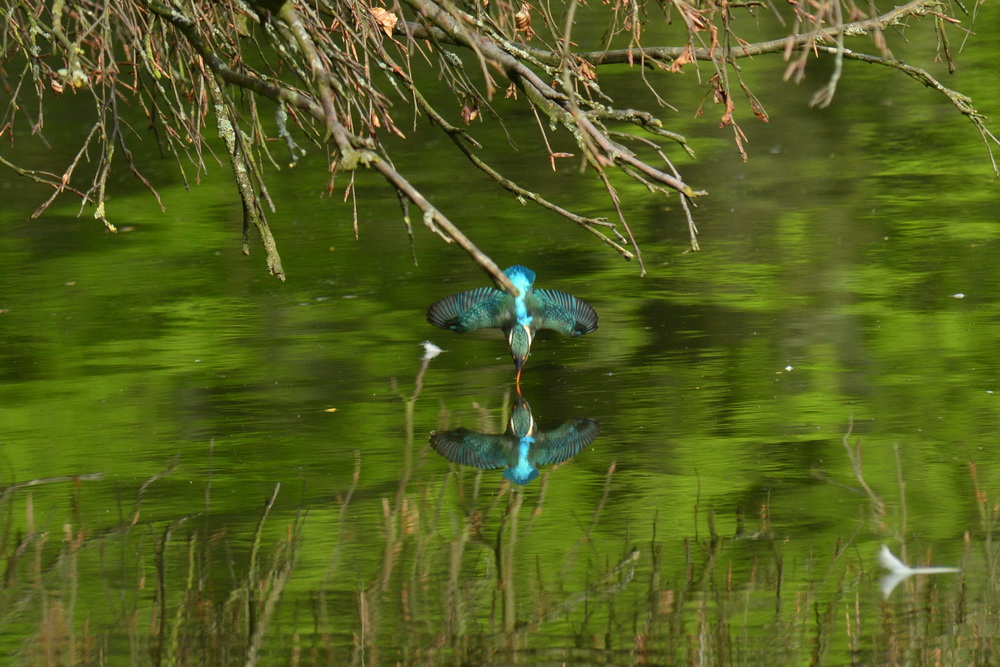 Doppeleisvogel