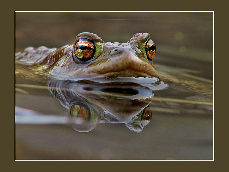 Doppelfrosch - reloaded