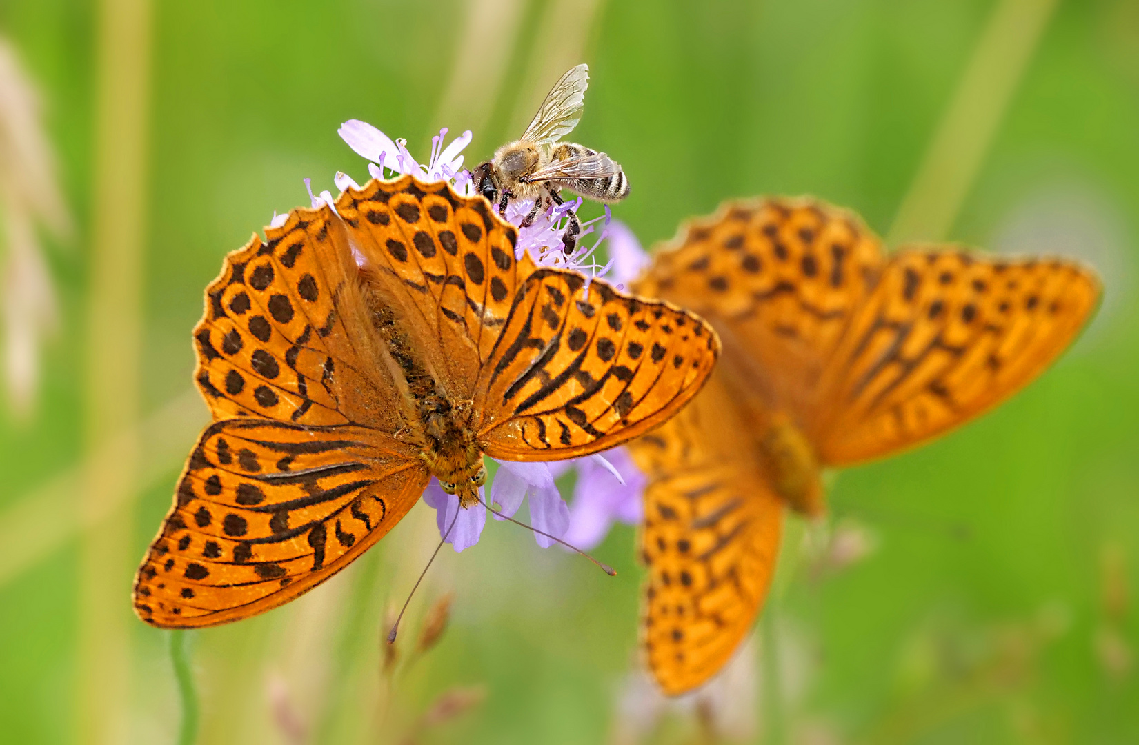 Doppelgänger Foto & Bild tiere, wildlife, schmetterlinge Bilder auf
