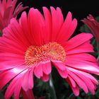 Doppelgerbera