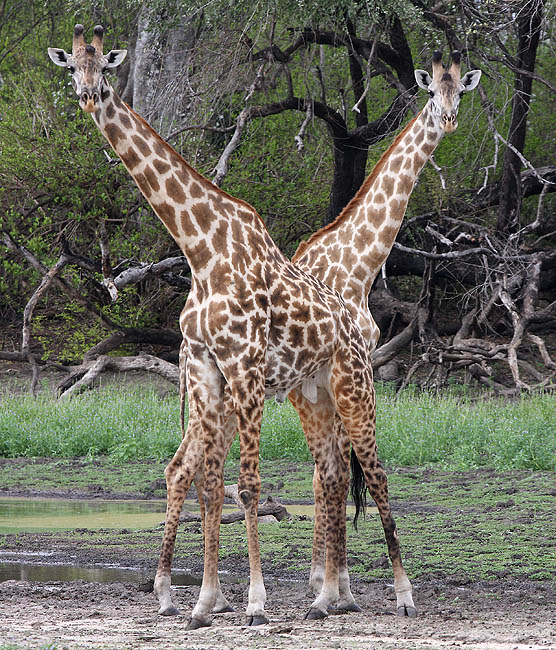 Doppelgiraffe