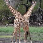 Doppelgiraffe