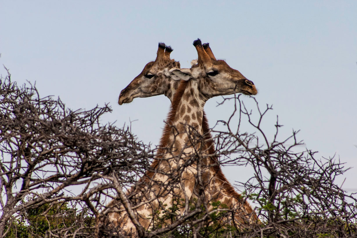 Doppelgiraffe