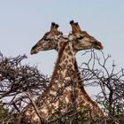 Doppelgiraffe