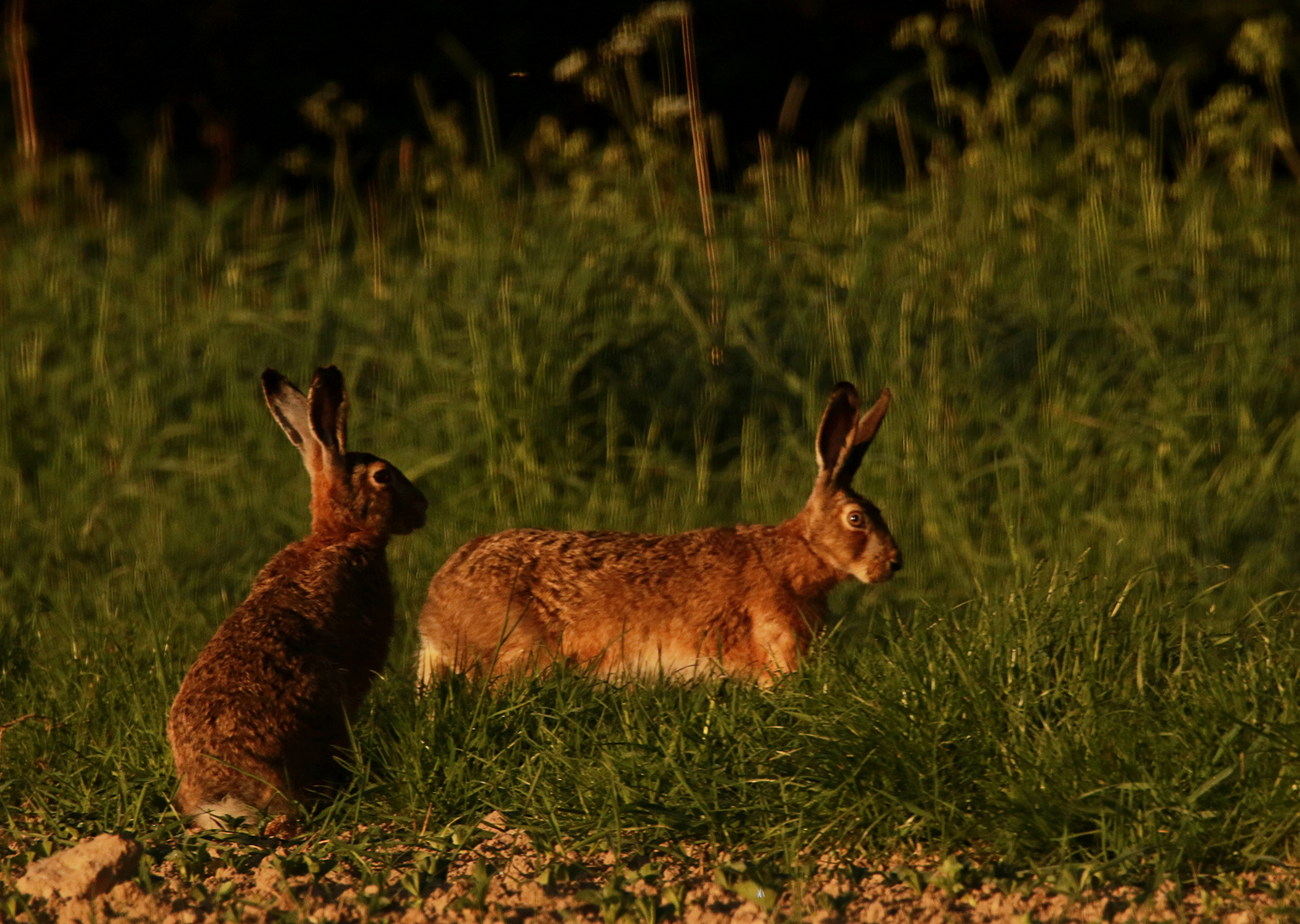 Doppelhase