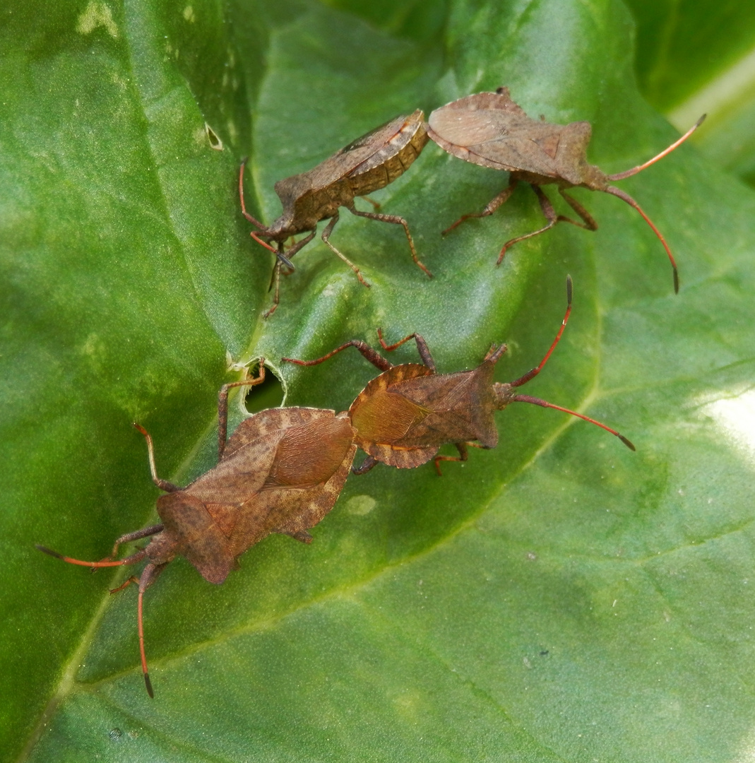 Doppelhochzeit der Lederwanzen (Coreus marginatus) auf Rhabarber