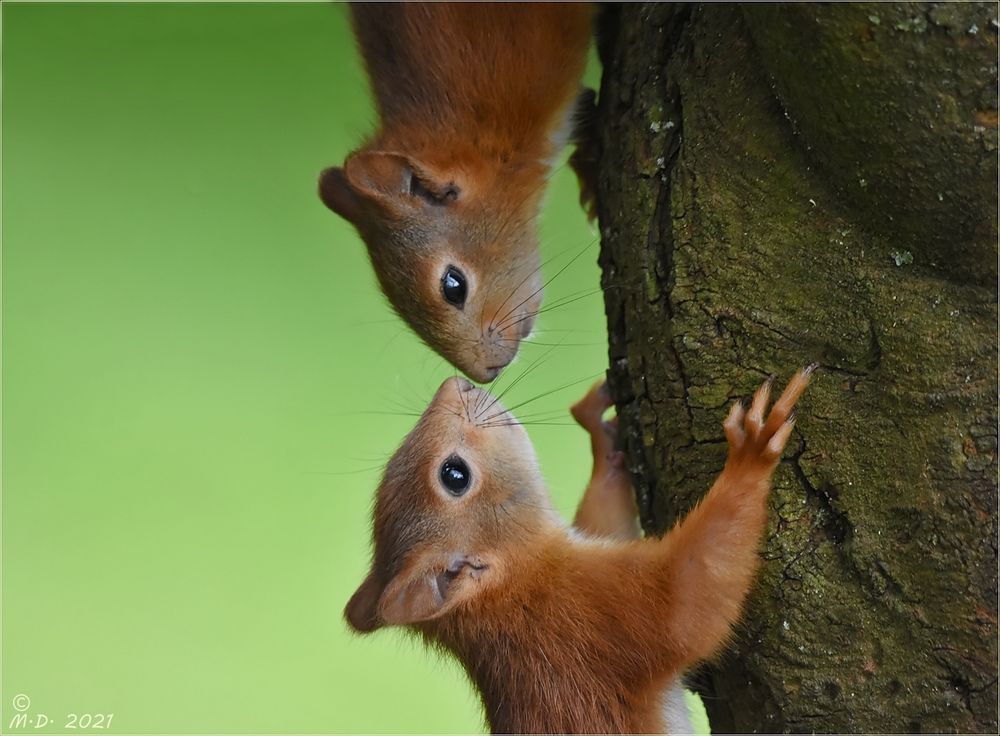 Doppelhörnchen ...