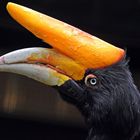 Doppelhornvogel