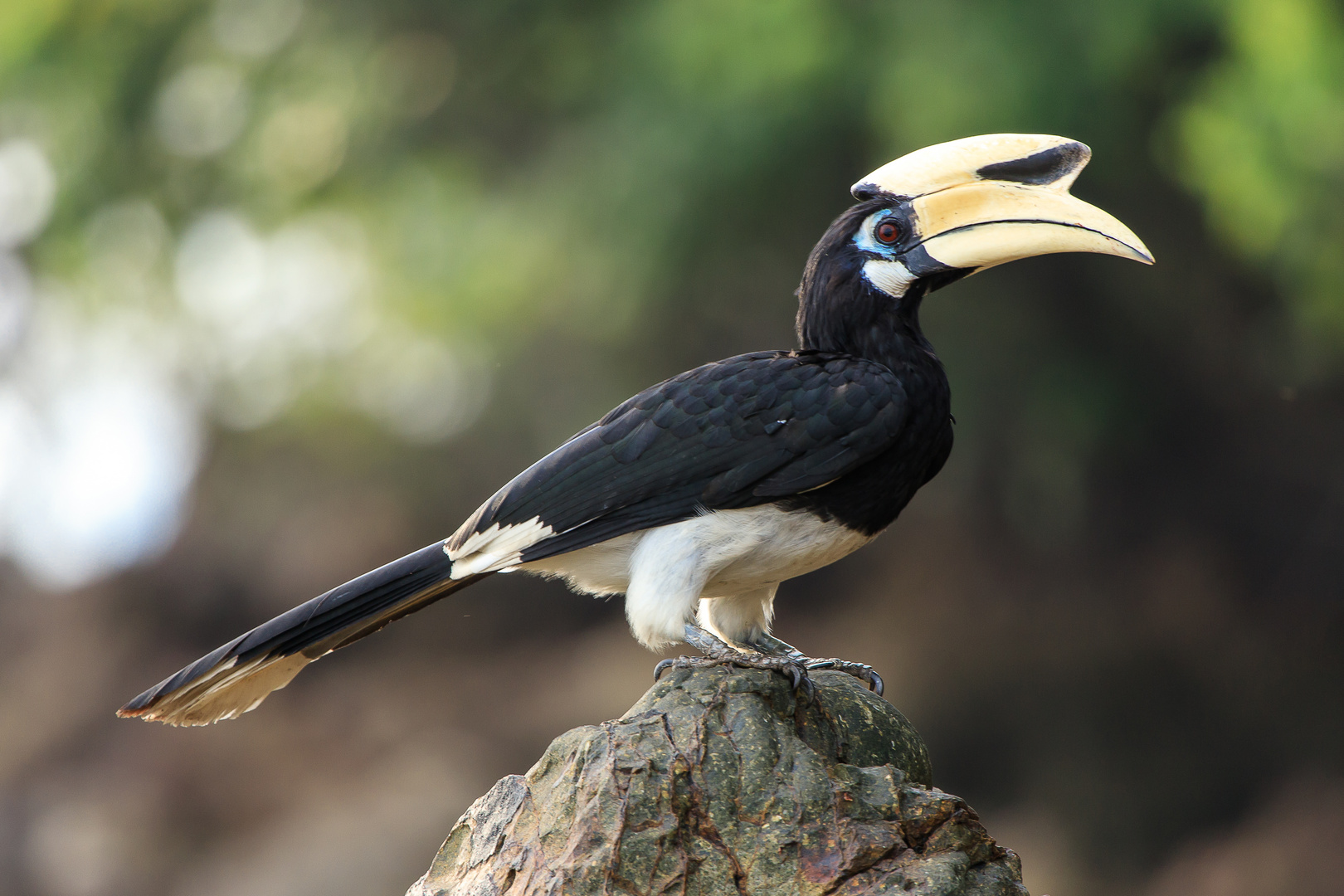 doppelhornvogel