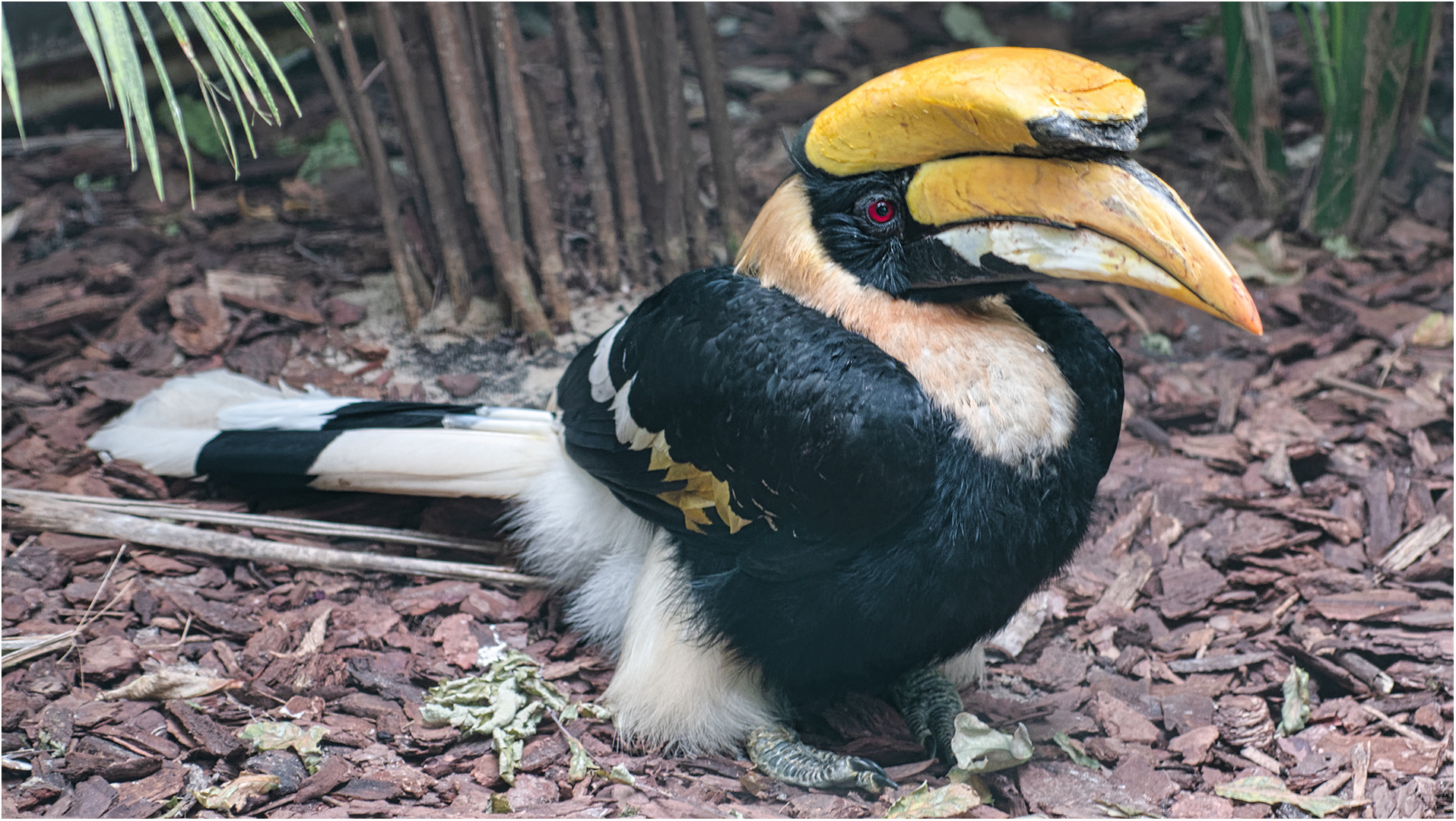 Doppelhornvogel