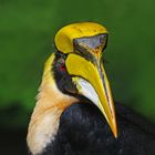 Doppelhornvogel