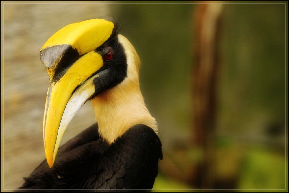 Doppelhornvogel