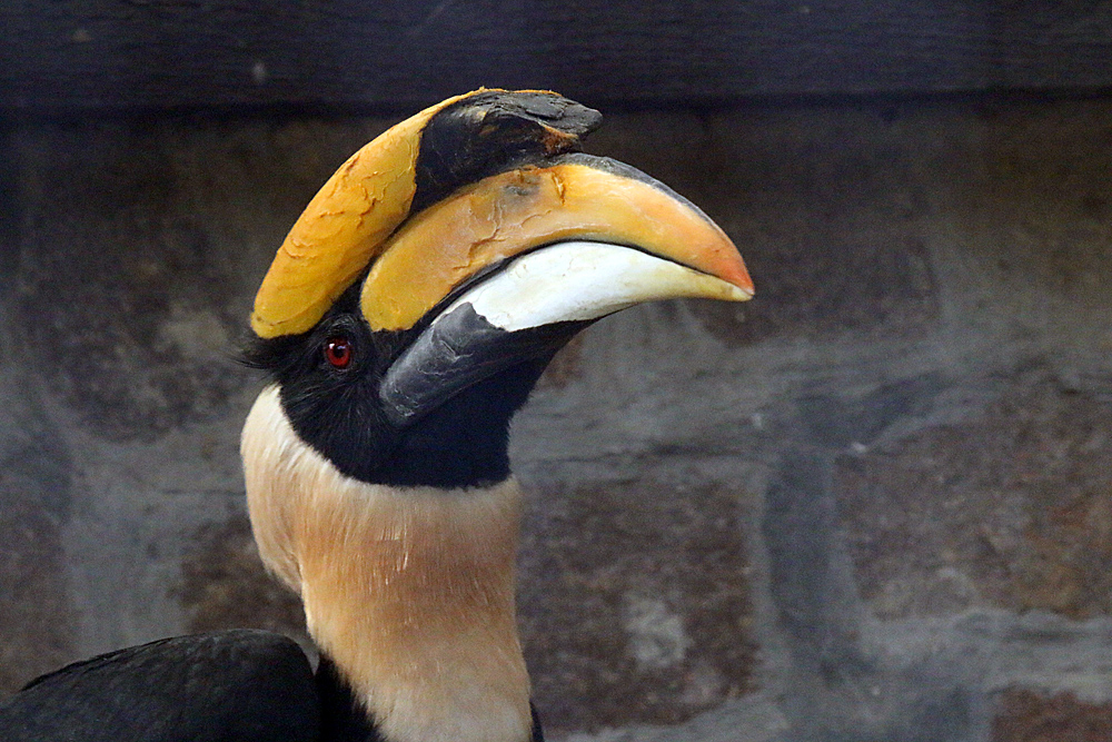 Doppelhornvogel