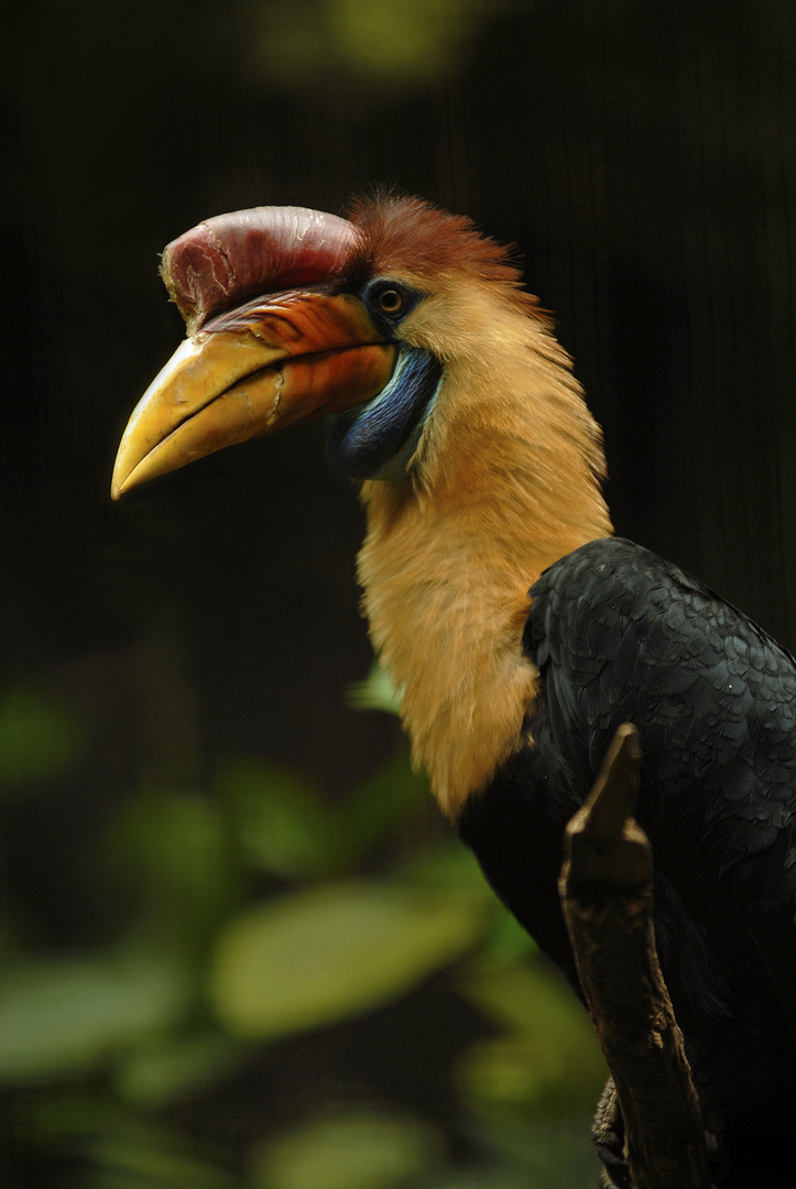 Doppelhornvogel