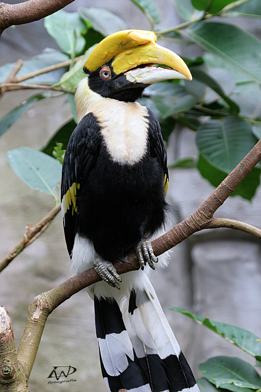 Doppelhornvogel