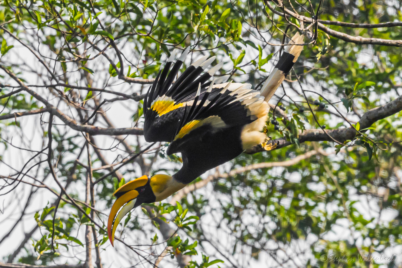 Doppelhornvogel (Buceros bicornis) in Kambodscha