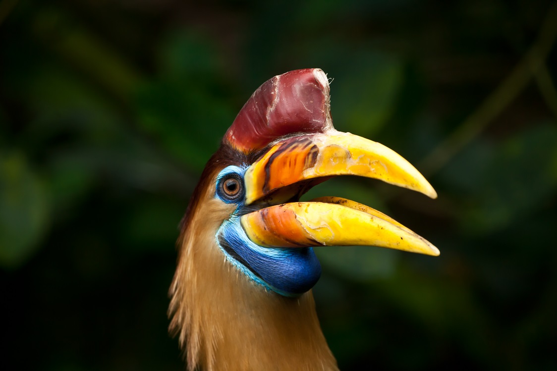 Doppelhornvogel (Buceros bicornis) Porträt