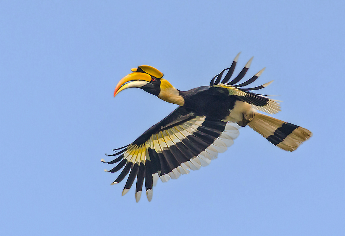 Doppelhornvogel