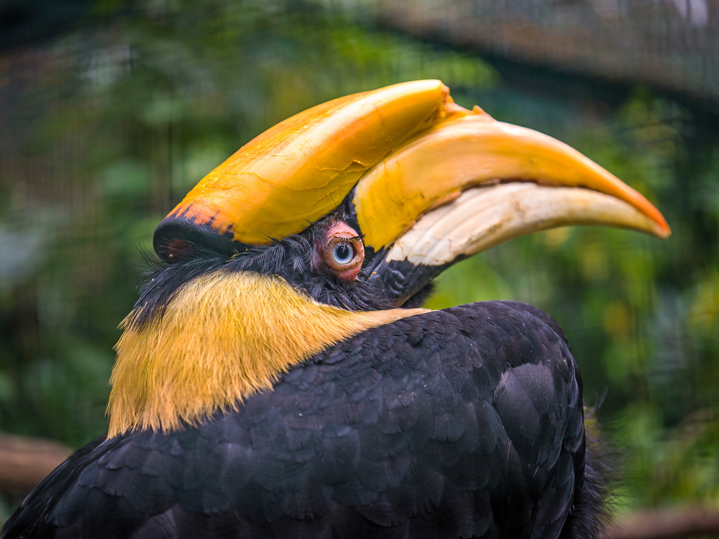 Doppelhornvogel 