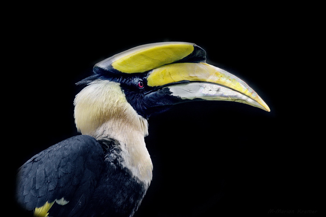 Doppelhornvogel im Profil