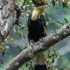 Doppelhornvogel in Kambodscha