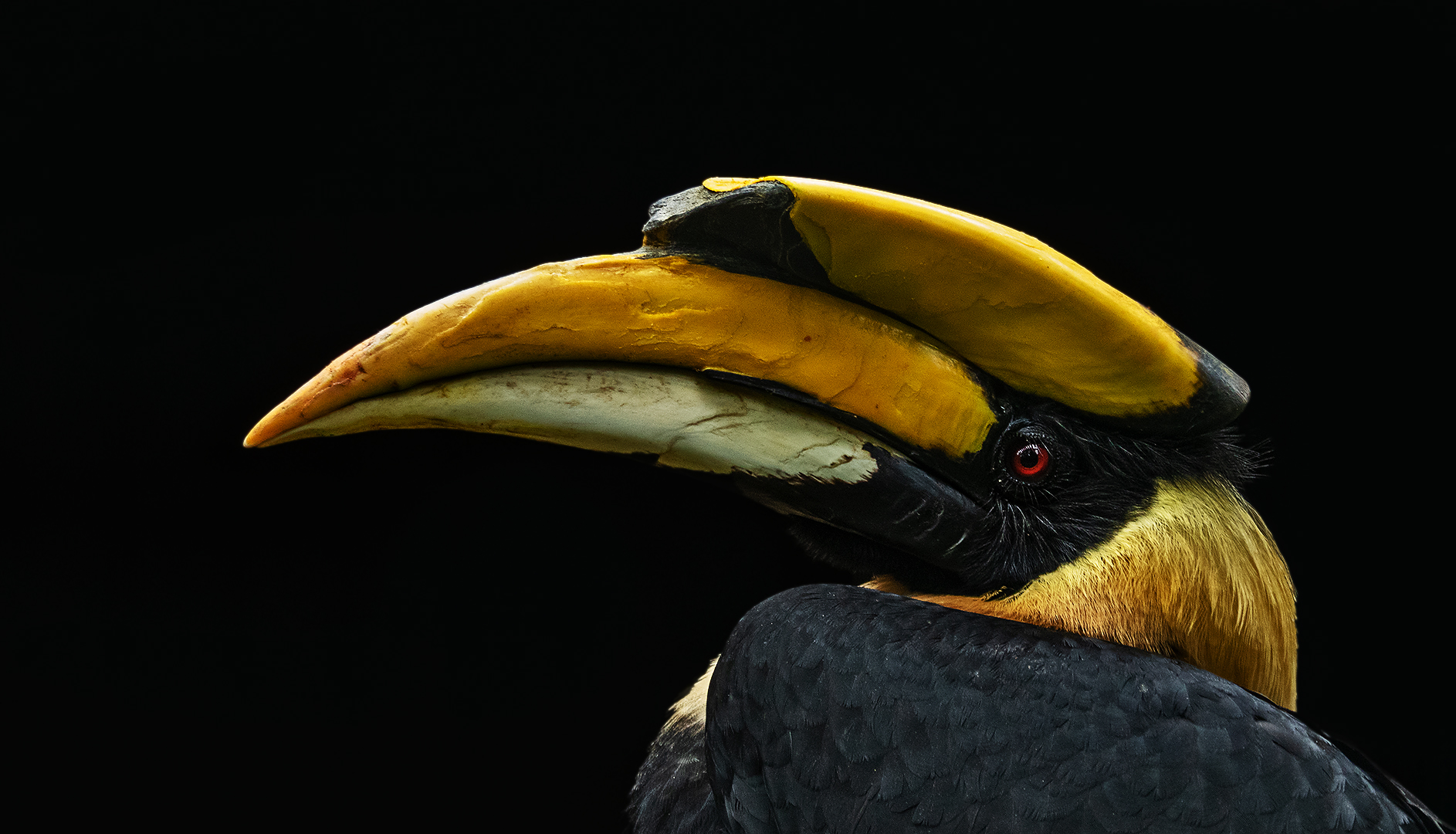 Doppelhornvogel-Portrait 001